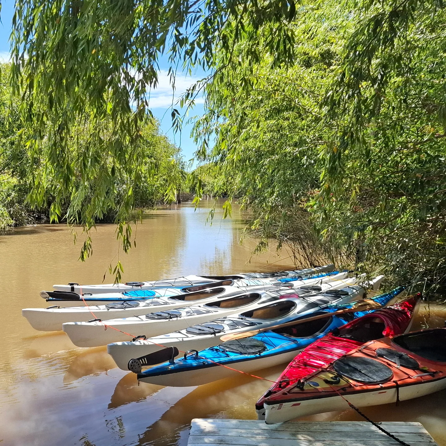 Kayak en Tigre: remá el Delta con GS Kayaking
